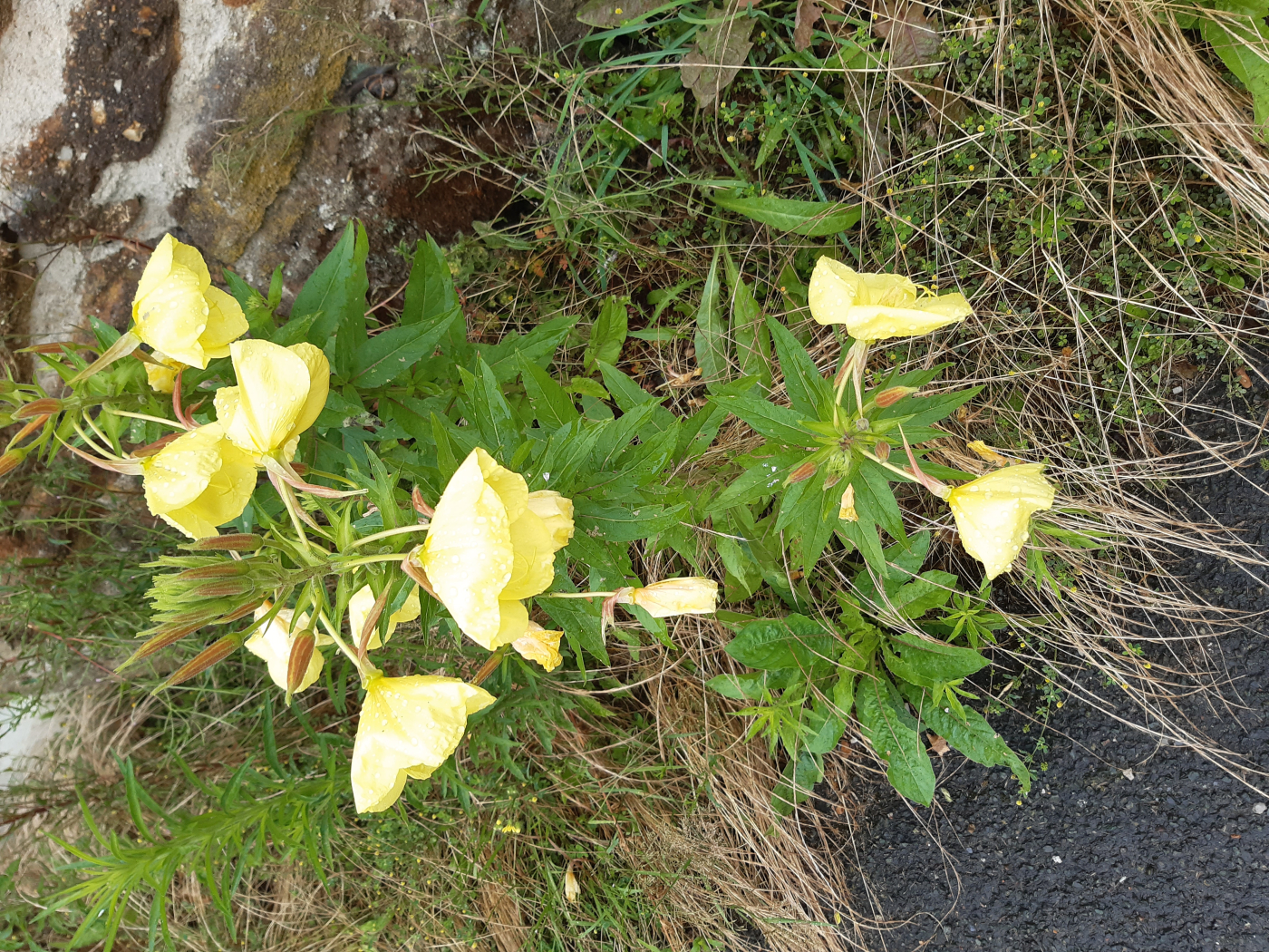 L'onagre 17 05 2024