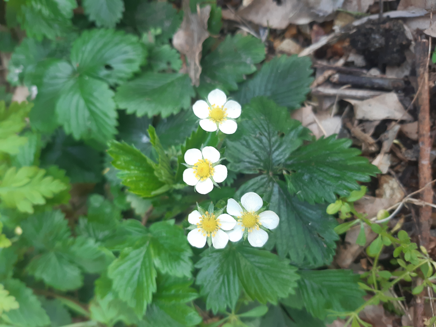 La fraise des bois le 07 04 2023
