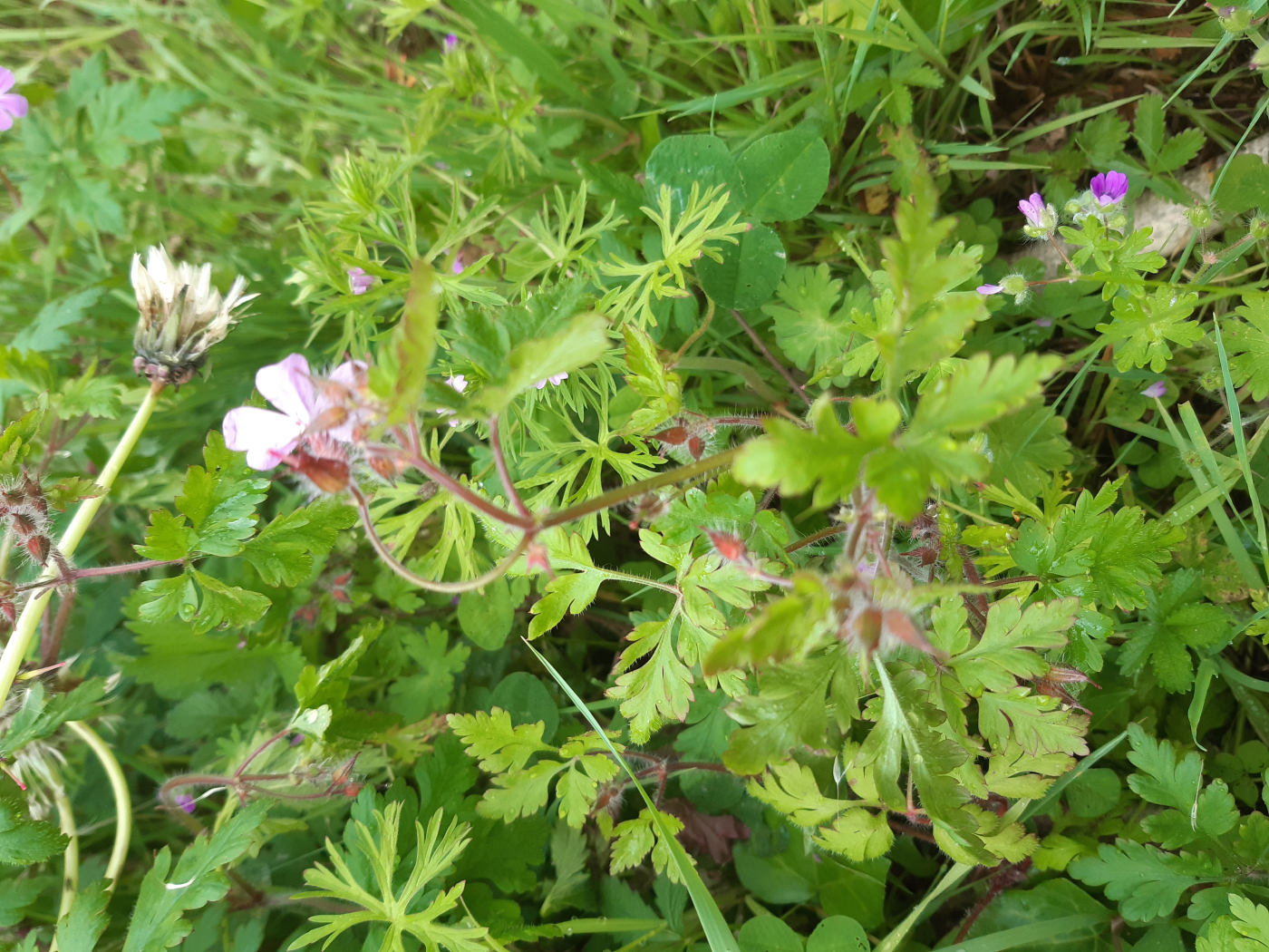 Le géranium le 19 05 2023