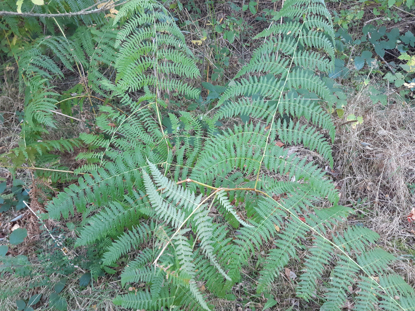  La fougère le 01 12 2023