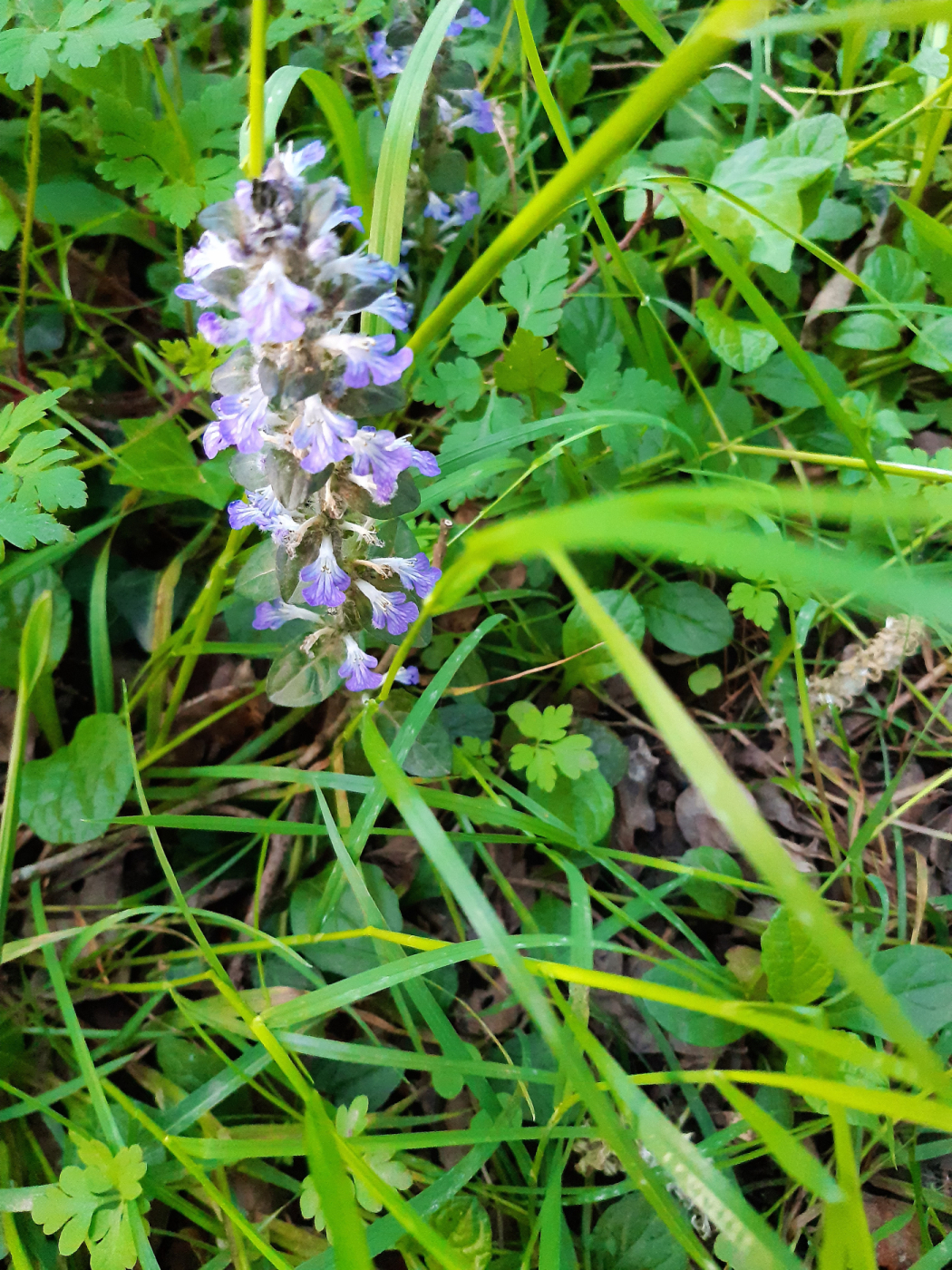 L'orchidée le 03 05 2024