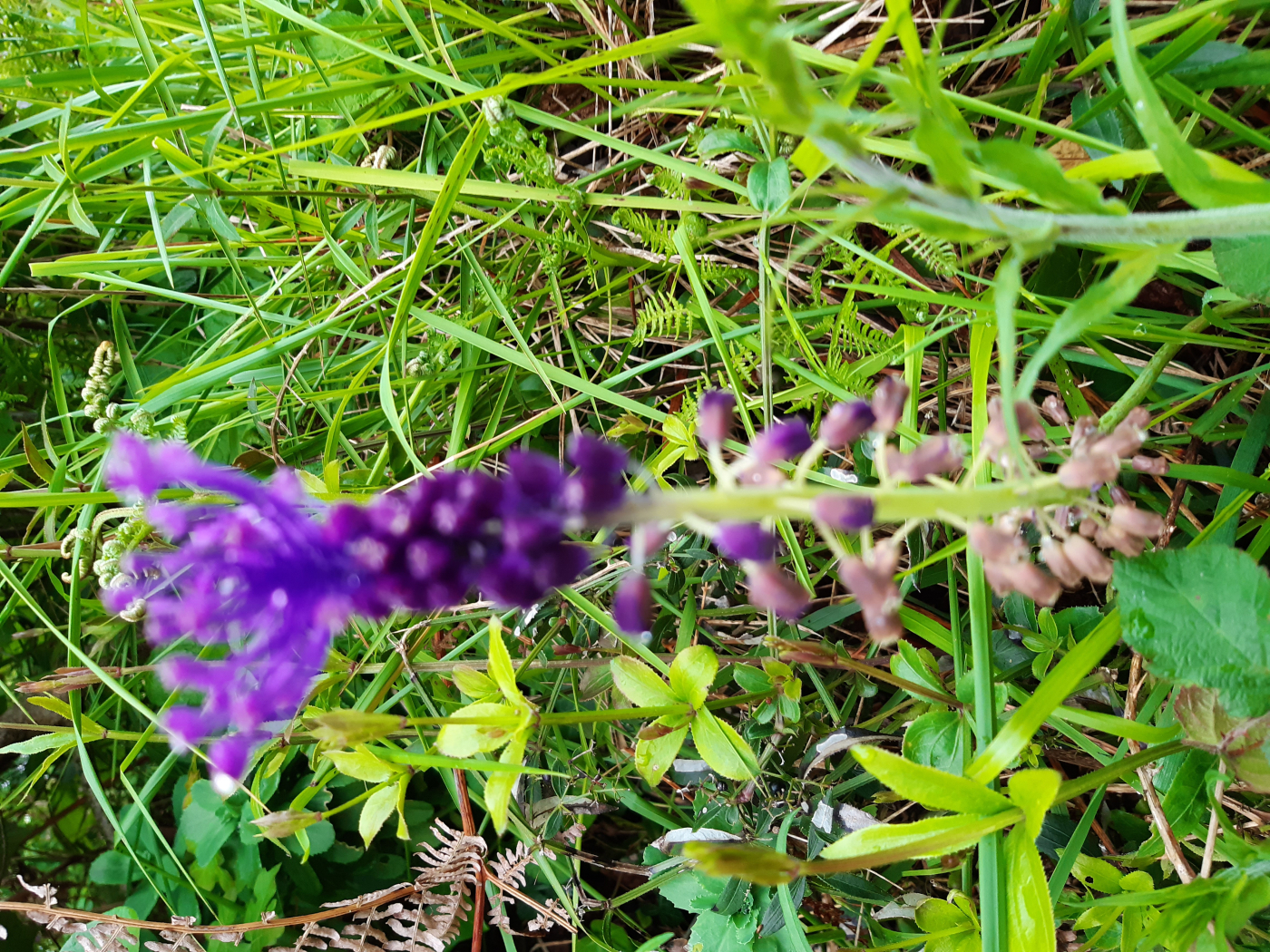 Le muscari le 05 04 2024