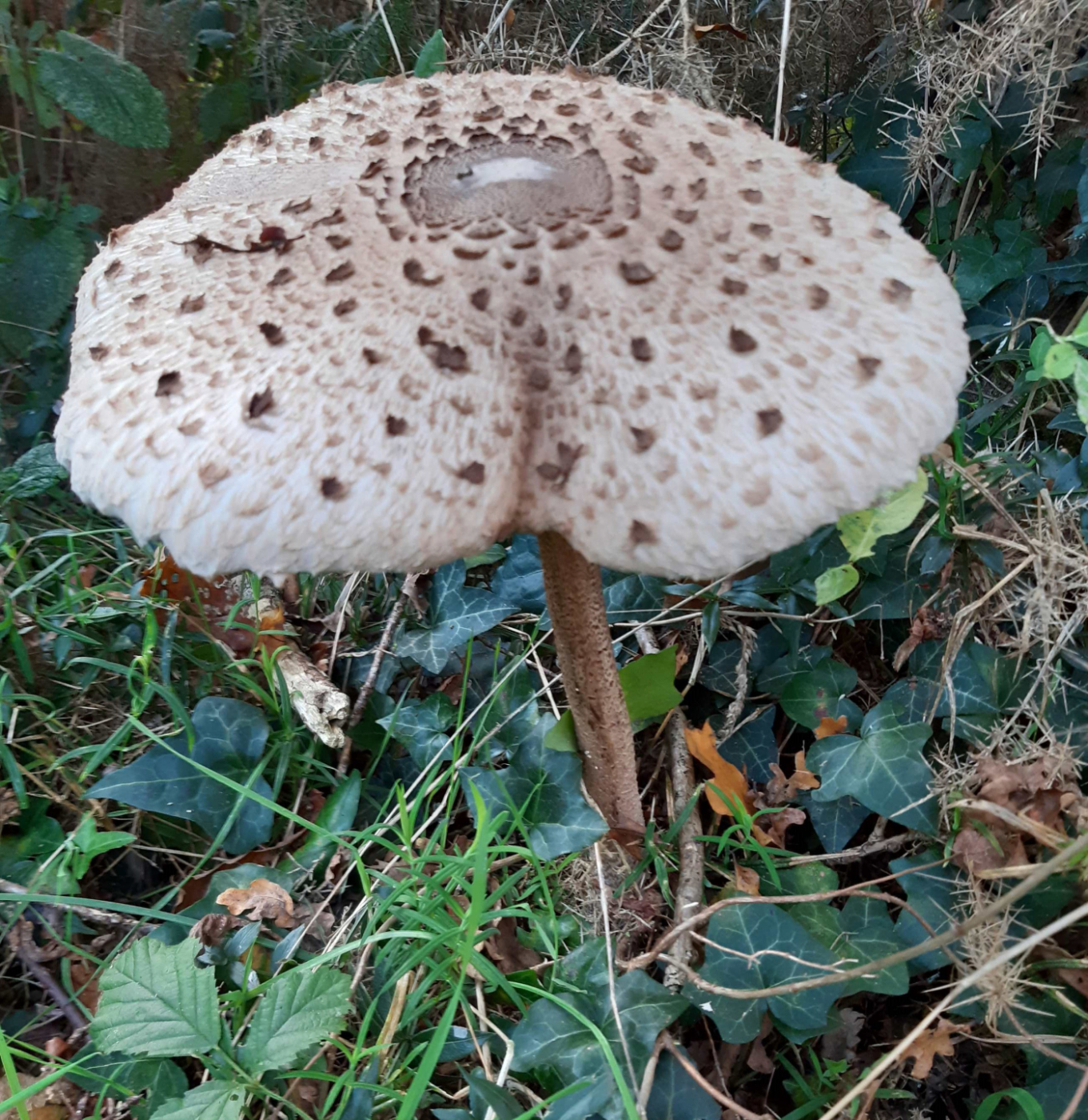 Les champignons le 15 11 2024