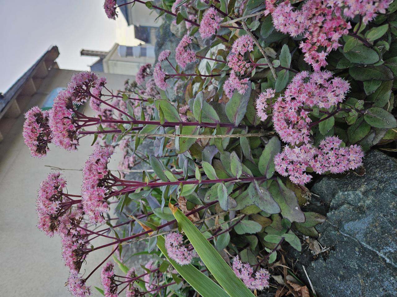 Les sedums le 18 09 26