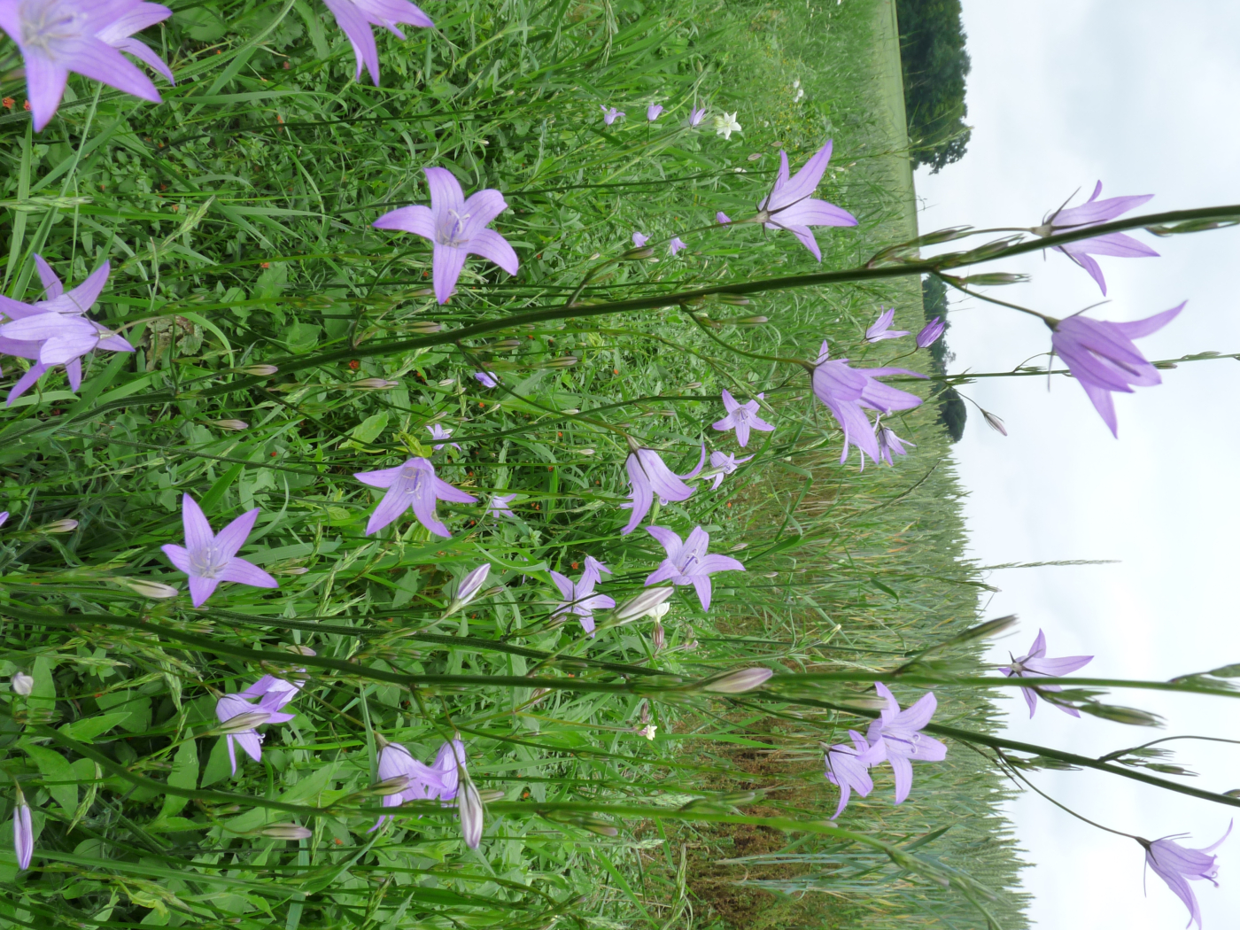 La campanule le 18 04 2025 et le 02 05 2025