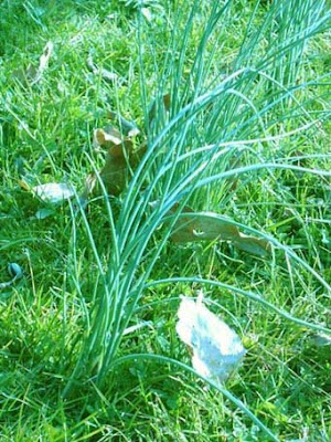 La ciboule le 23 02 2024