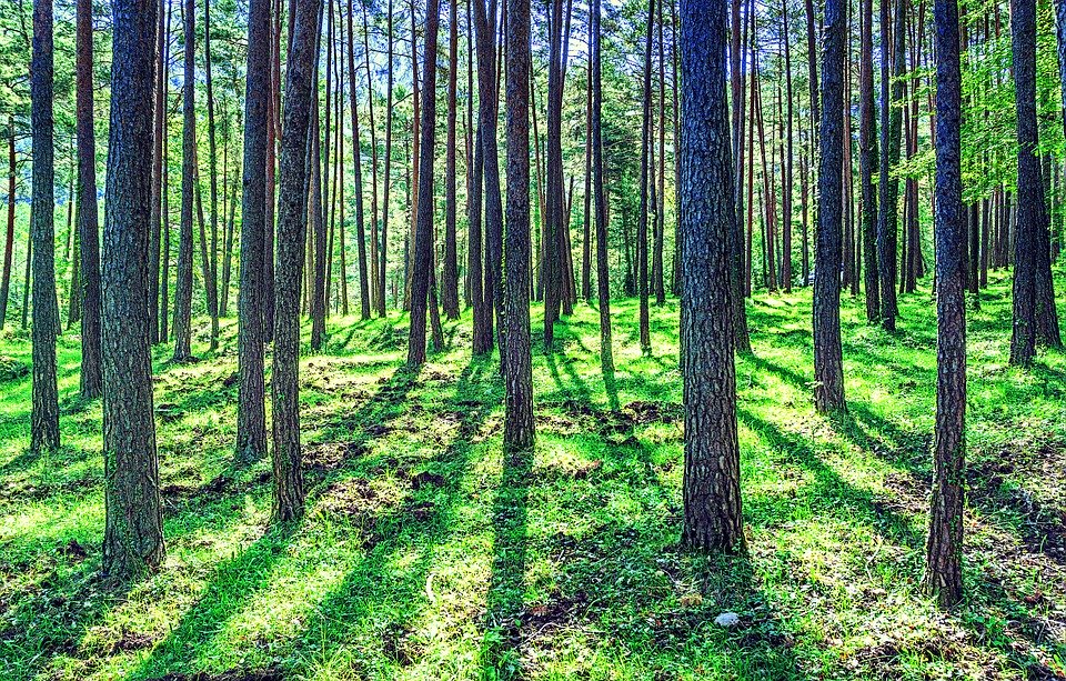 Dans la forêt - Emission du 29 09 2019
