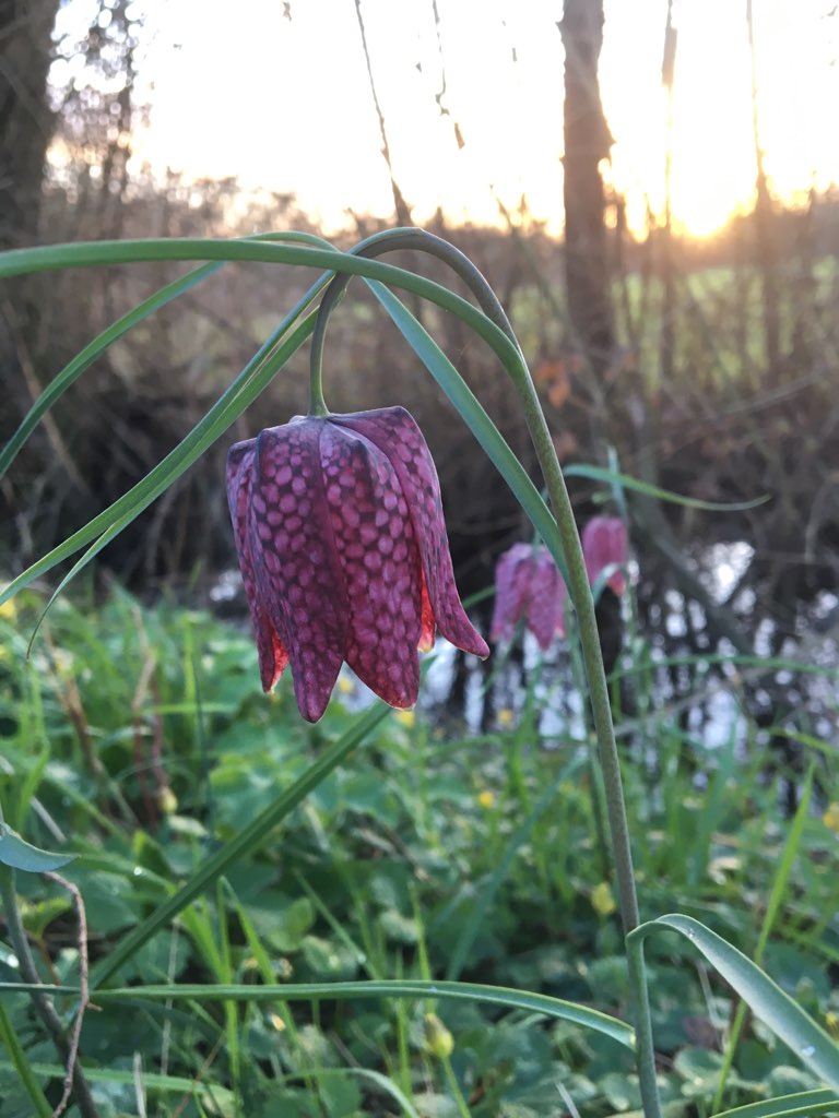 La fritillaire le 19 04 2024