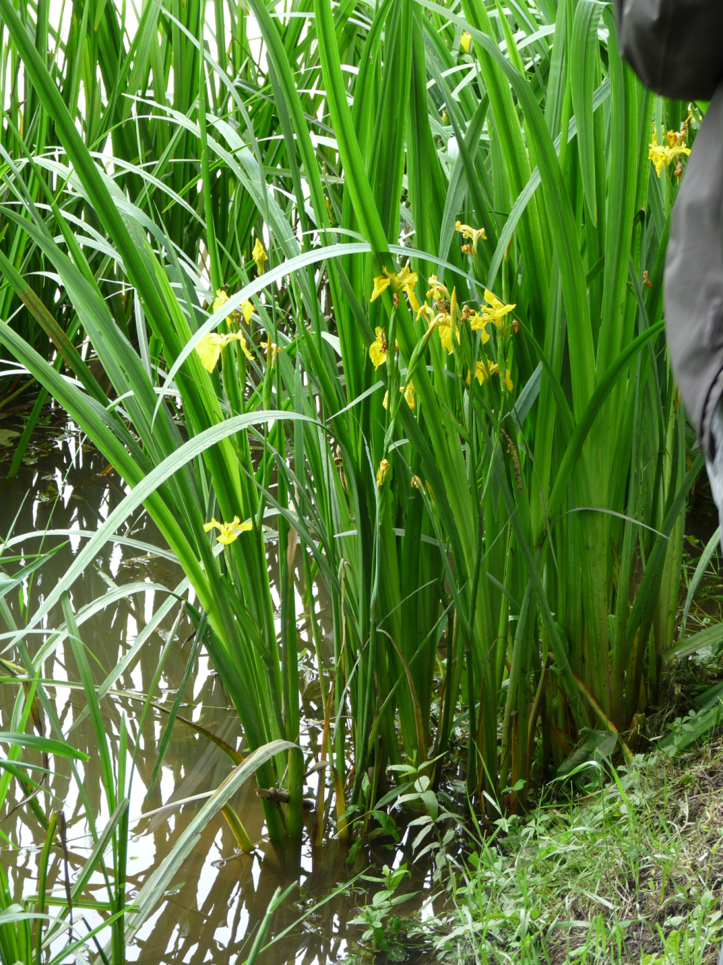 L'iris le 31 05 2024