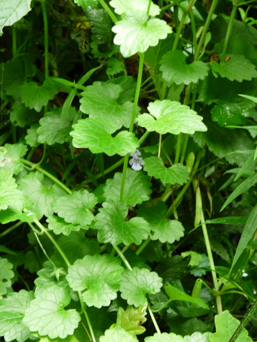 Le lierre terrestre le 05 05 2023
