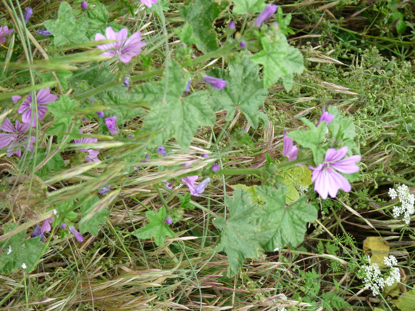 La mauve le 02 06 2023