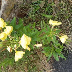 L'onagre 17 05 2024