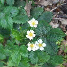 La fraise des bois le 07 04 2023