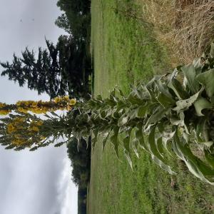 La molène le 22 09 2023