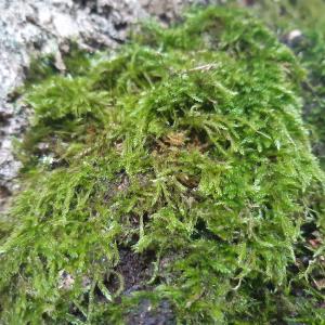 Les mousses le 20 10 2023