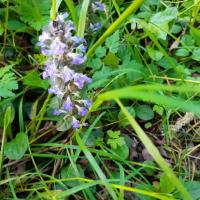 L'orchidée le 03 05 2024