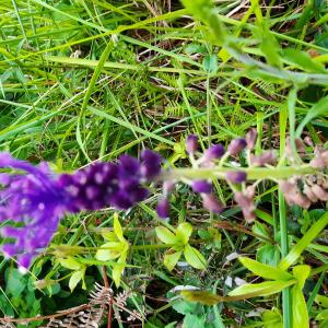 Le muscari le 05 04 2024