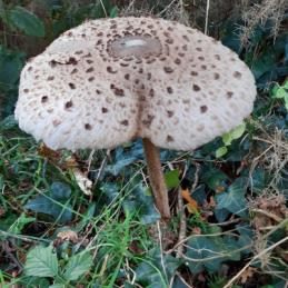 Les champignons le 15 11 2024