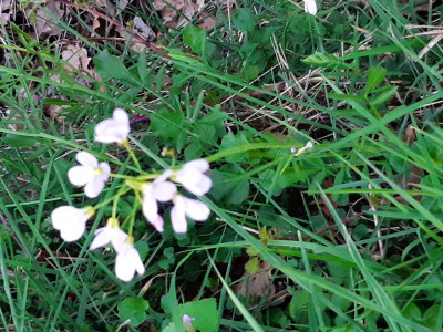 la cardamine des prés Le 20 02 2026