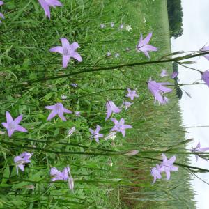 La campanule le 18 04 2025 et le 02 05 2025