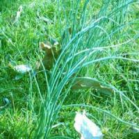 La ciboule le 23 02 2024