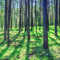 Dans la forêt - Emission du 29 09 2019