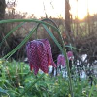 La fritillaire le 19 04 2024