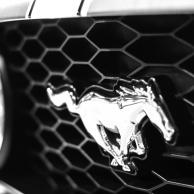 Le Jingle de Noemie - Mustang