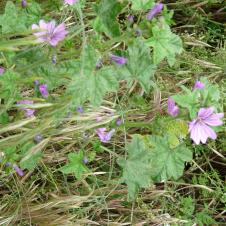 La mauve le 02 06 2023